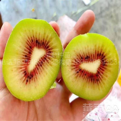 红心猕猴桃 北国种植的挑战与希望