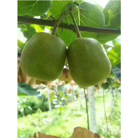 佛乐觅·红心猕猴桃 一颗蕴含自然之美的健康馈赠